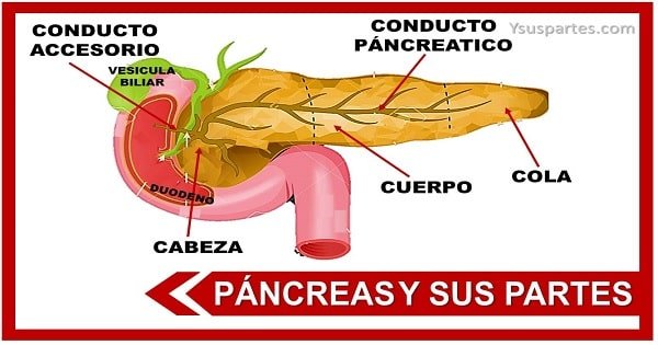 partes del pancreas