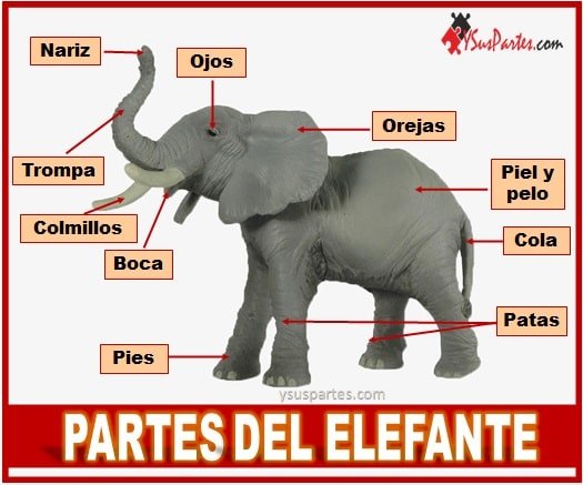 Partes de un elefante
